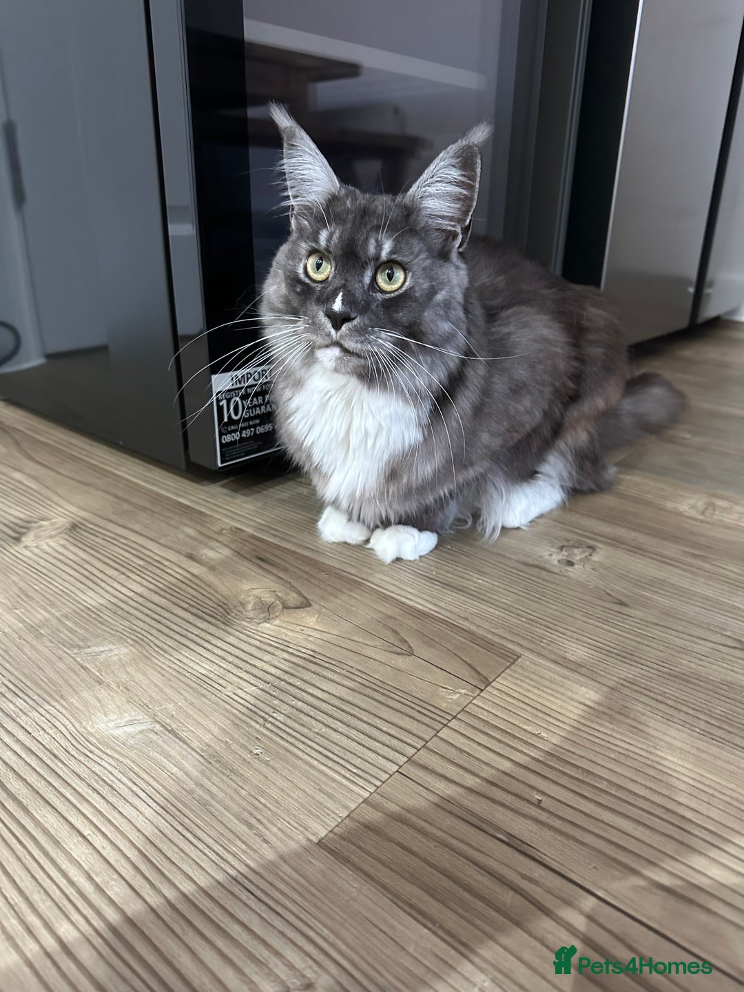 Maine Coon cats for sale: 1 1/2 year old Maine coon - Advert 2