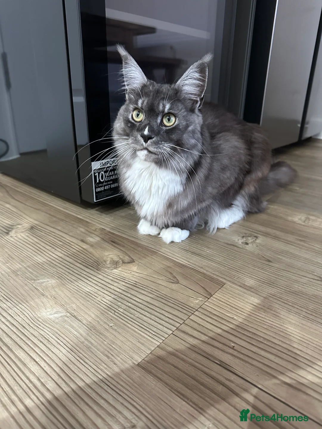 Maine Coon cats for sale: 1 1/2 year old Maine coon - Advert 2