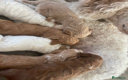 Mixed Breed dogs for sale: Australian Labradoodle Puppies – Ready Soon! ✨🐾 - Image 4