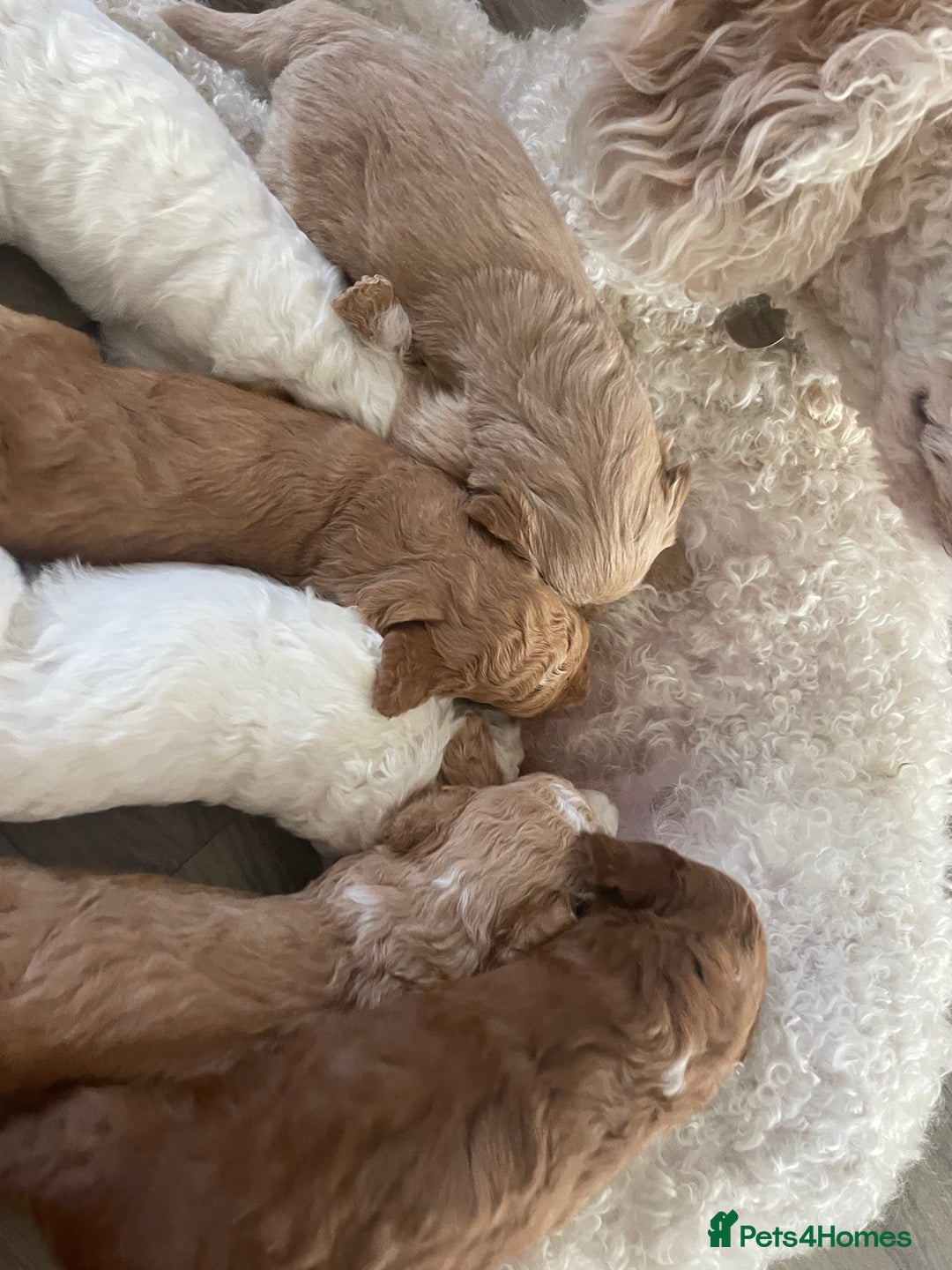 Mixed Breed dogs for sale: Australian Labradoodle Puppies – Ready Soon! ✨🐾 - Image 4