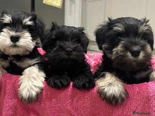 Miniature Schnauzer dogs Litter of minature schnauzer pups - Advert 1