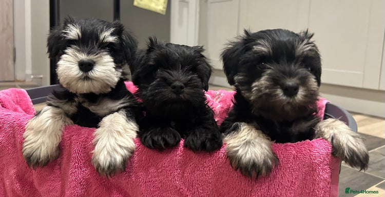 Miniature Schnauzer dogs Litter of minature schnauzer pups - Advert 4
