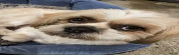 Shih Tzu dogs for sale: Imperial Shih Tzu Puppies  - Advert 9