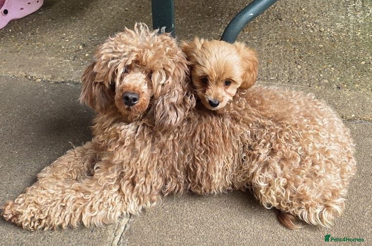 Cavapoo dogs READY NOW Red f1b TOY cavapoo puppies - Advert 3