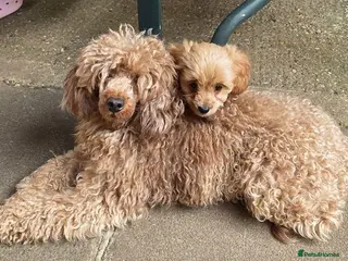 Cavapoo dogs READY NOW Red f1b TOY cavapoo puppies - Advert 3