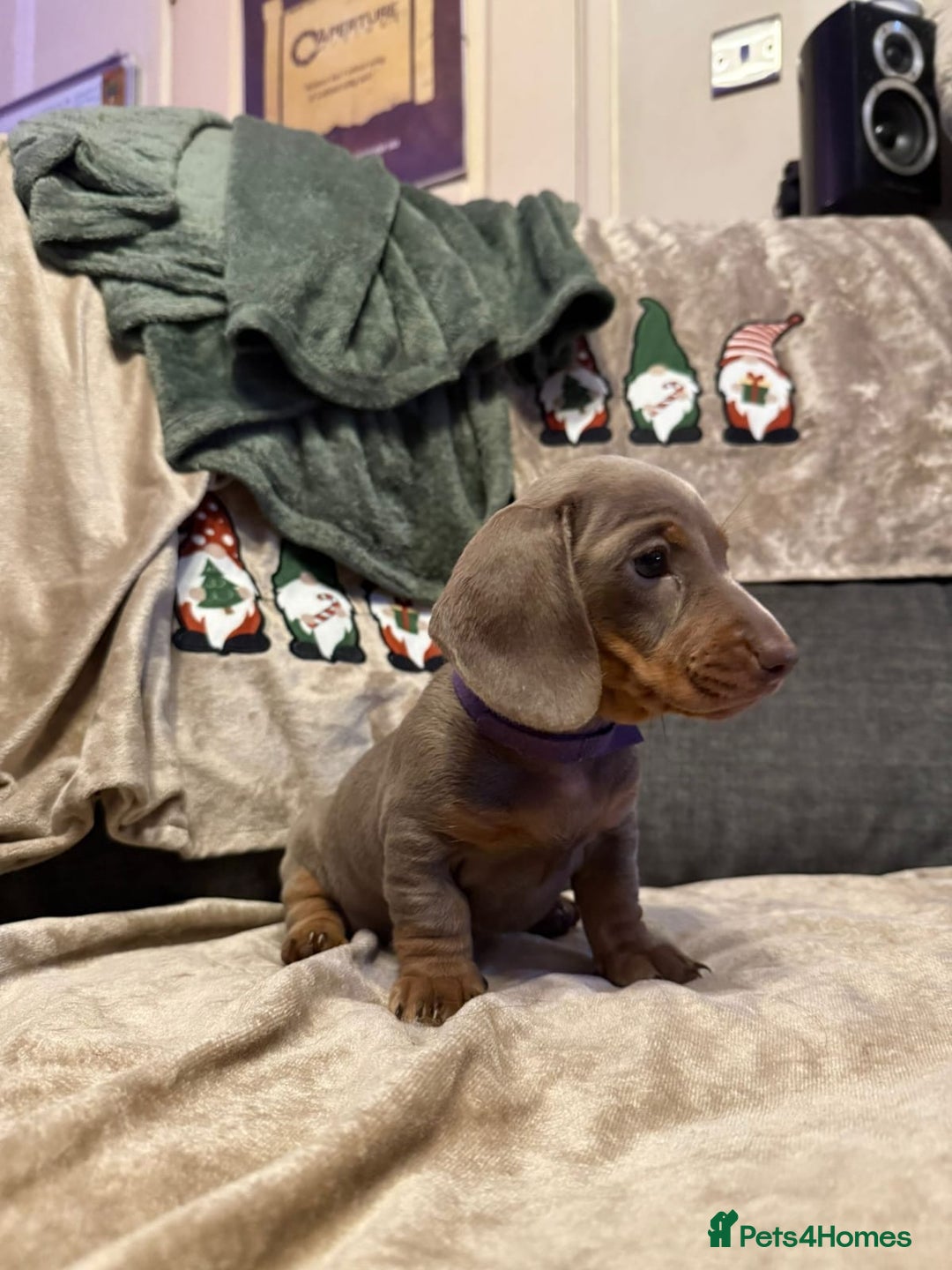 Miniature Dachshund dogs for sale: Gorgeous Miniature Puppies - Advert 7