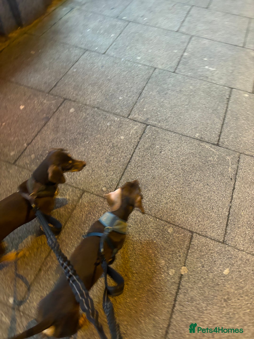 Dachshund dogs for sale: Rolo and Roxy are 3 years old and need a new home - Advert 5