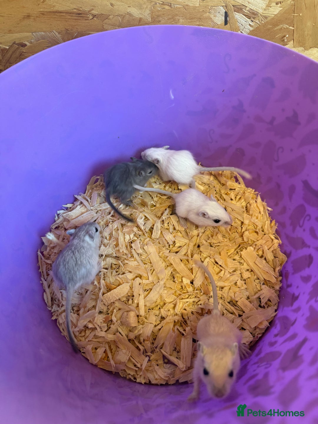 Gerbil rodents for sale: Baby gerbils  - Image 2