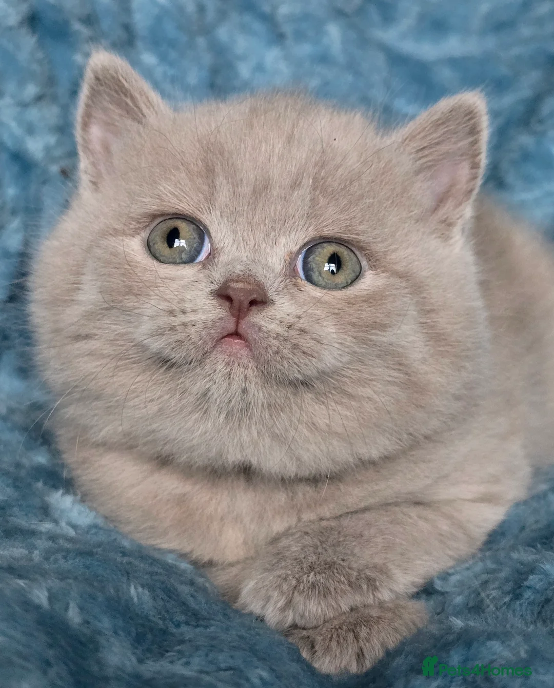 British Shorthair cats for sale: TICA registered British shorthair kittens - Advert 32