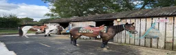 American Standardbred horses for sale: Dallas 14.2hh American Standardbred Gelding 9yo - Advert 1