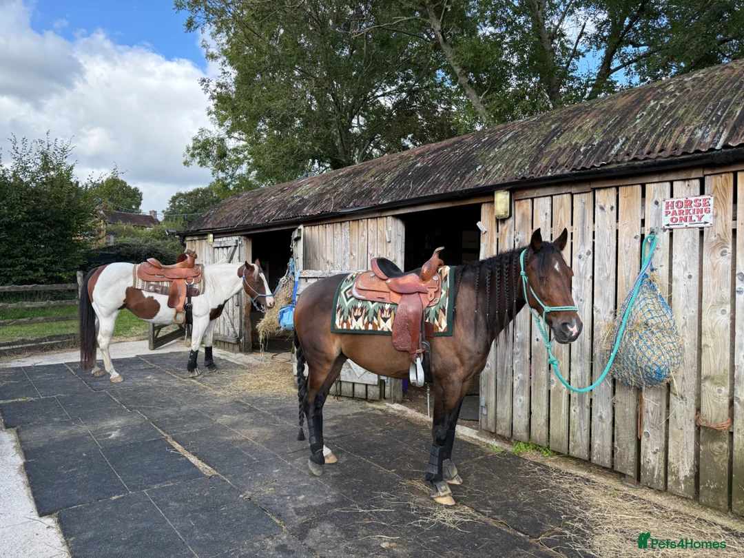 American Standardbred horses for sale: Dallas 14.2hh American Standardbred Gelding 9yo - Advert 1