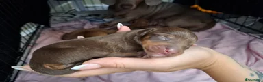 Chiweenie 3