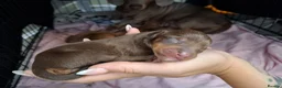 Chiweenie dogs for sale: Dachshund  - Advert 4