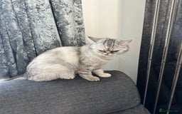 Mixed Breed cats for sale: Rare Female Persian X British Shorthair Cat - Image 3