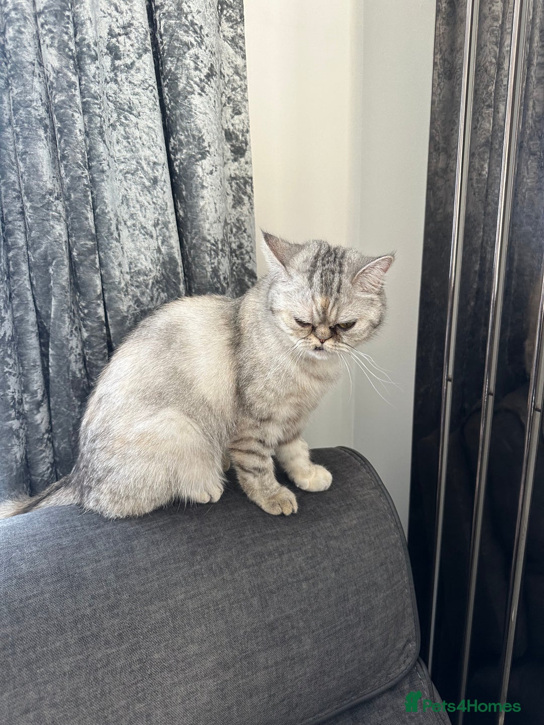 Mixed Breed cats for sale: Rare Female Persian X British Shorthair Cat - Image 3