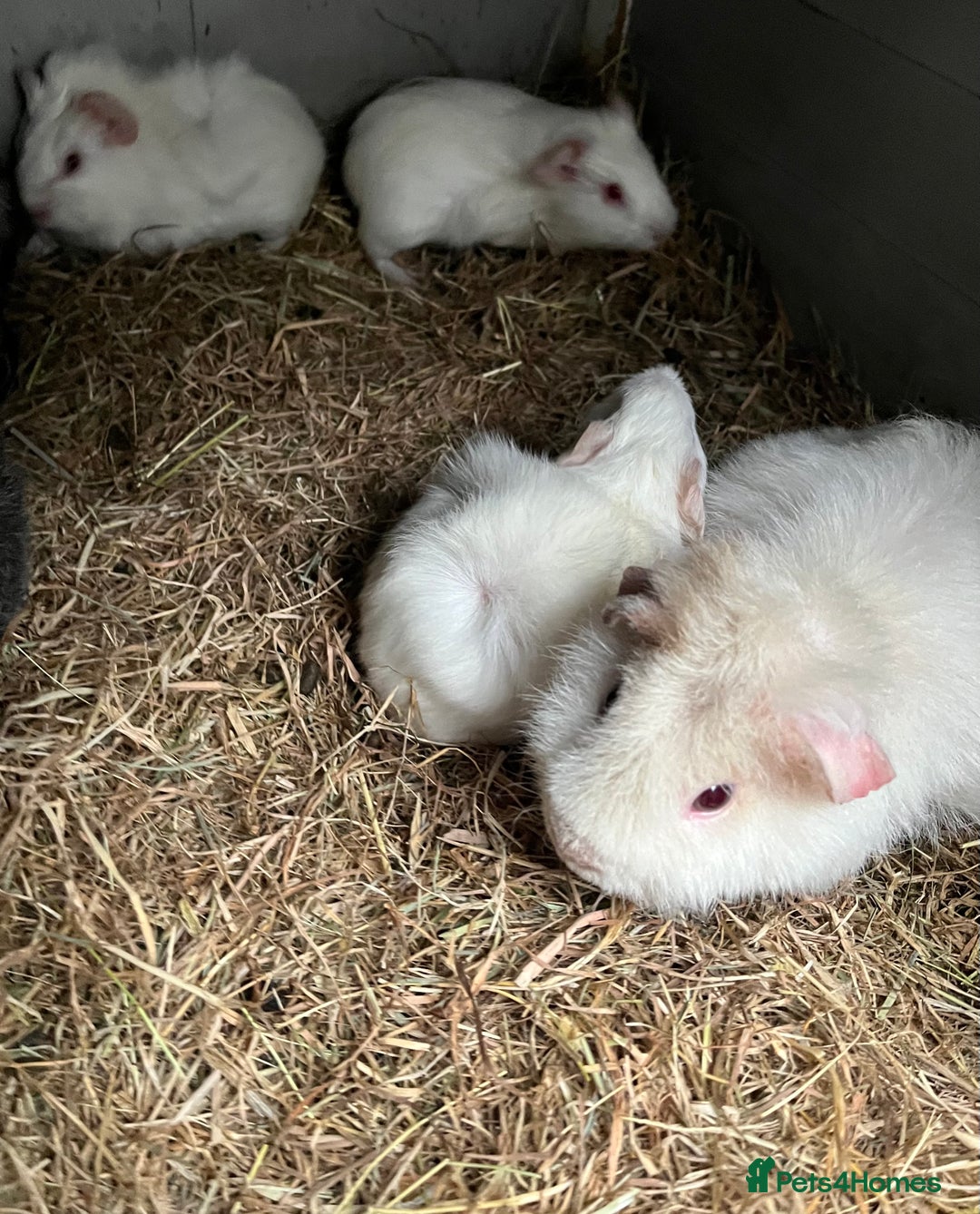 Guinea Pig rodents for sale: Two baby boar guinea pigs - Advert 2