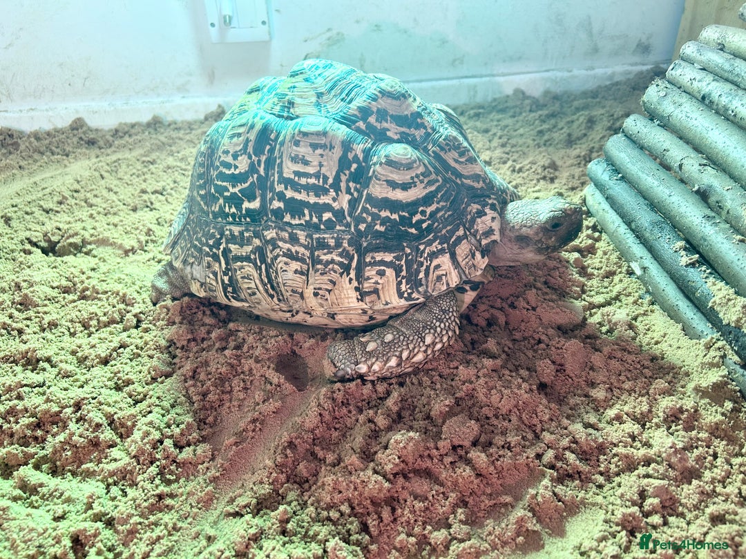 Tortoise reptiles for sale: RESERVED Breeding pair of leopard tortoises  - Image 4
