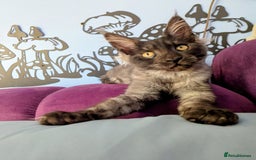 Maine Coon cats for sale: Beautiful Pedigree Maine Coon Kittens  - Image 1