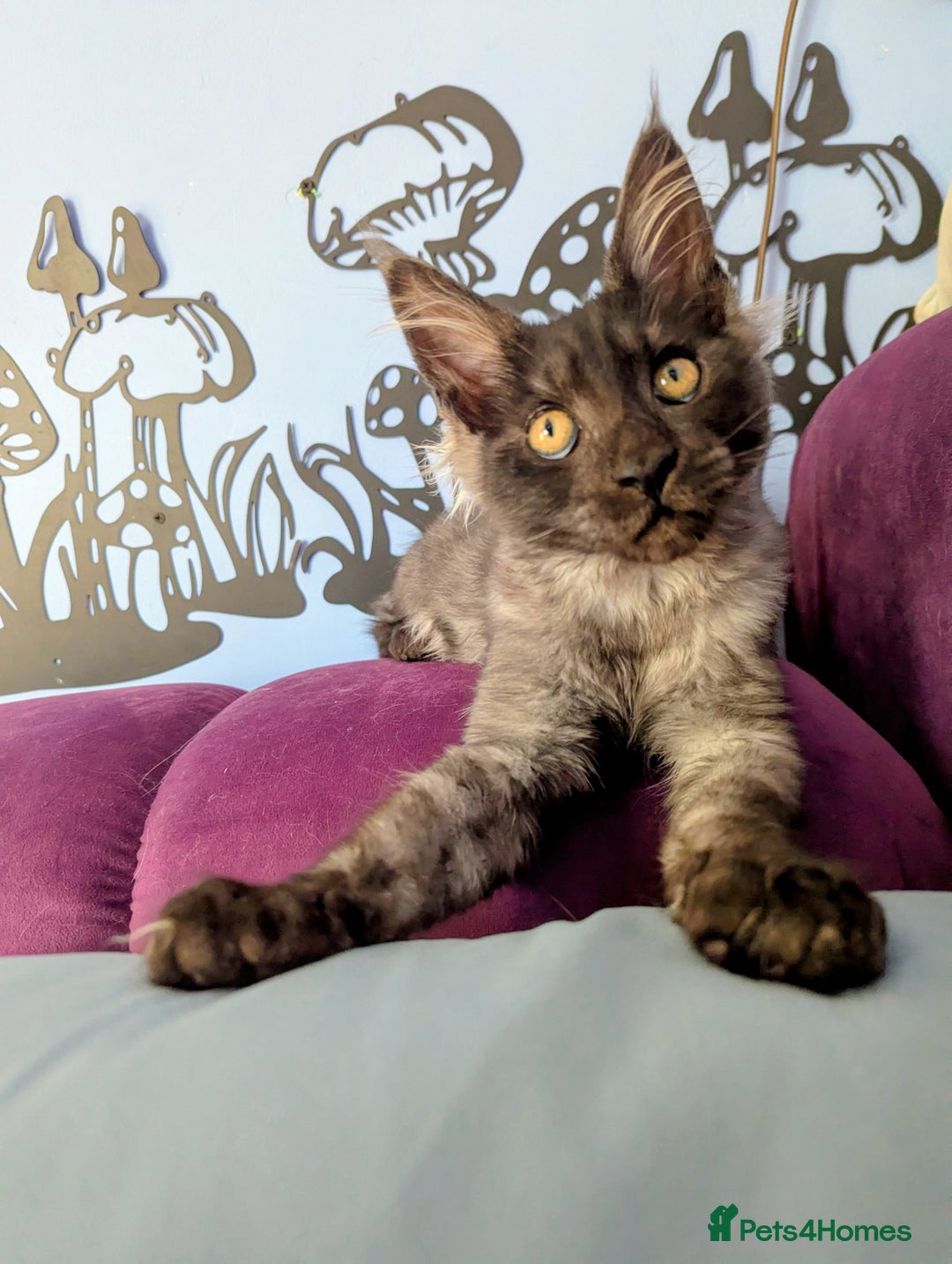 Maine Coon cats for sale: Beautiful Pedigree Maine Coon Kittens  - Image 1