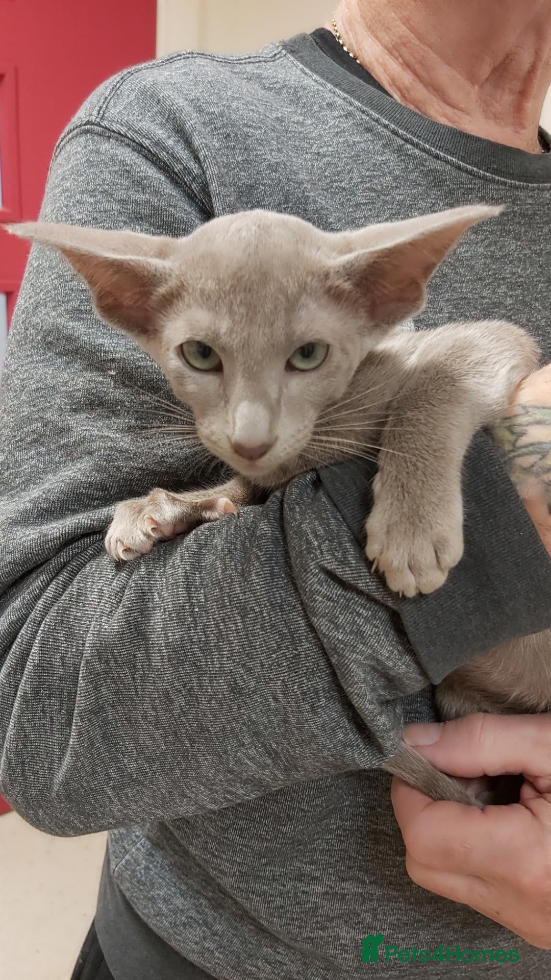 Oriental cats FULL Pedigree Oriental XL size ears GCCF - Advert 13