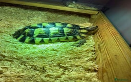 Tortoise reptiles for sale: Marinated tortoises for sale - Image 4