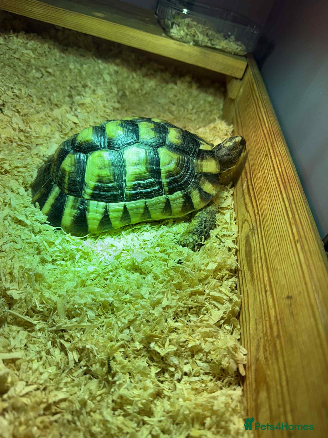 Tortoise reptiles for sale: Marinated tortoises for sale - Image 4