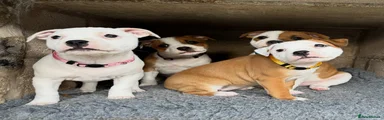 Staffordshire Bull Terrier 5