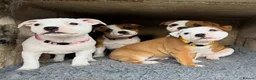Staffordshire Bull Terrier dogs for sale: Beautiful Staffordshire Bull Terrier Puppies 🐾 in Richmond - Advert 7