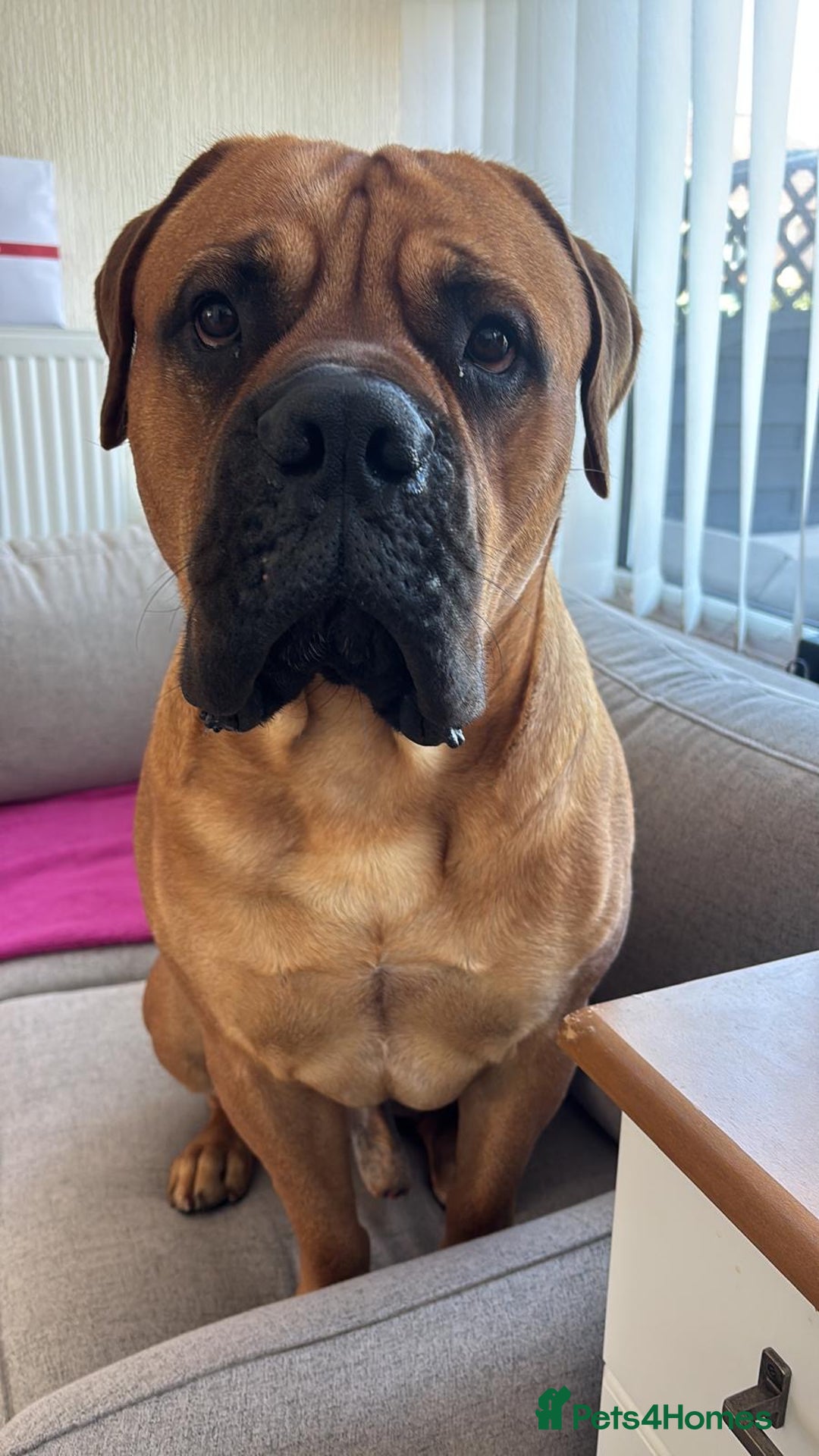 Bullmastiff dogs for stud: Bullmastiff for Stud - Advert 14