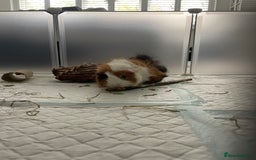 Guinea Pig rodents for sale: 2 Male Guinea Pigs for sale  - Image 3