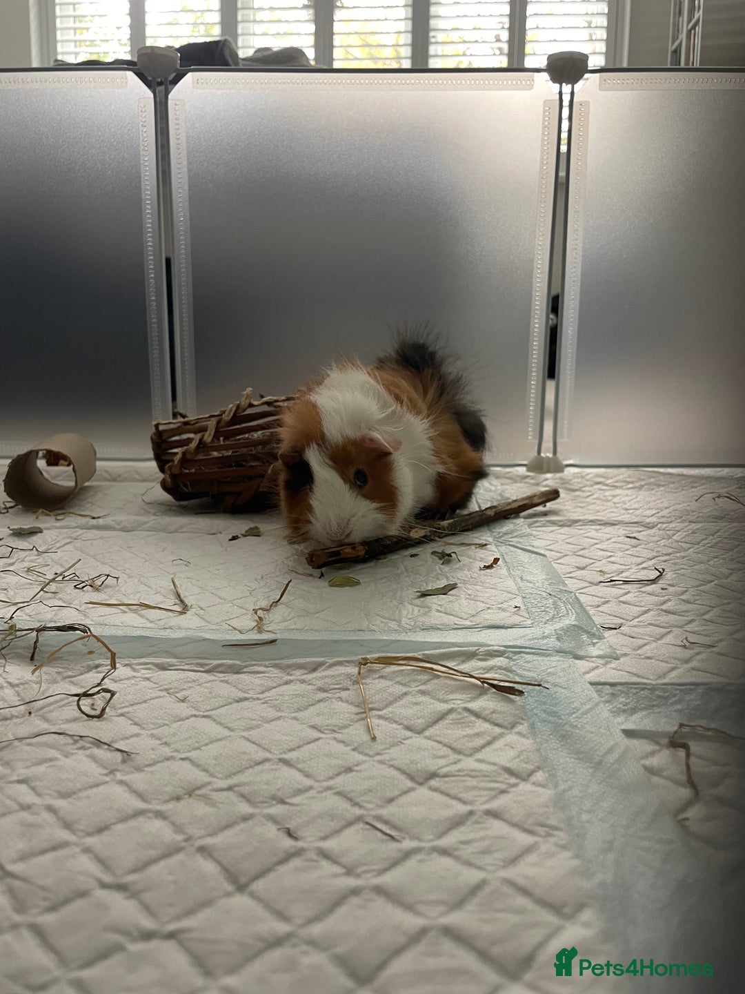 Guinea Pig rodents for sale: 2 Male Guinea Pigs for sale  - Image 3
