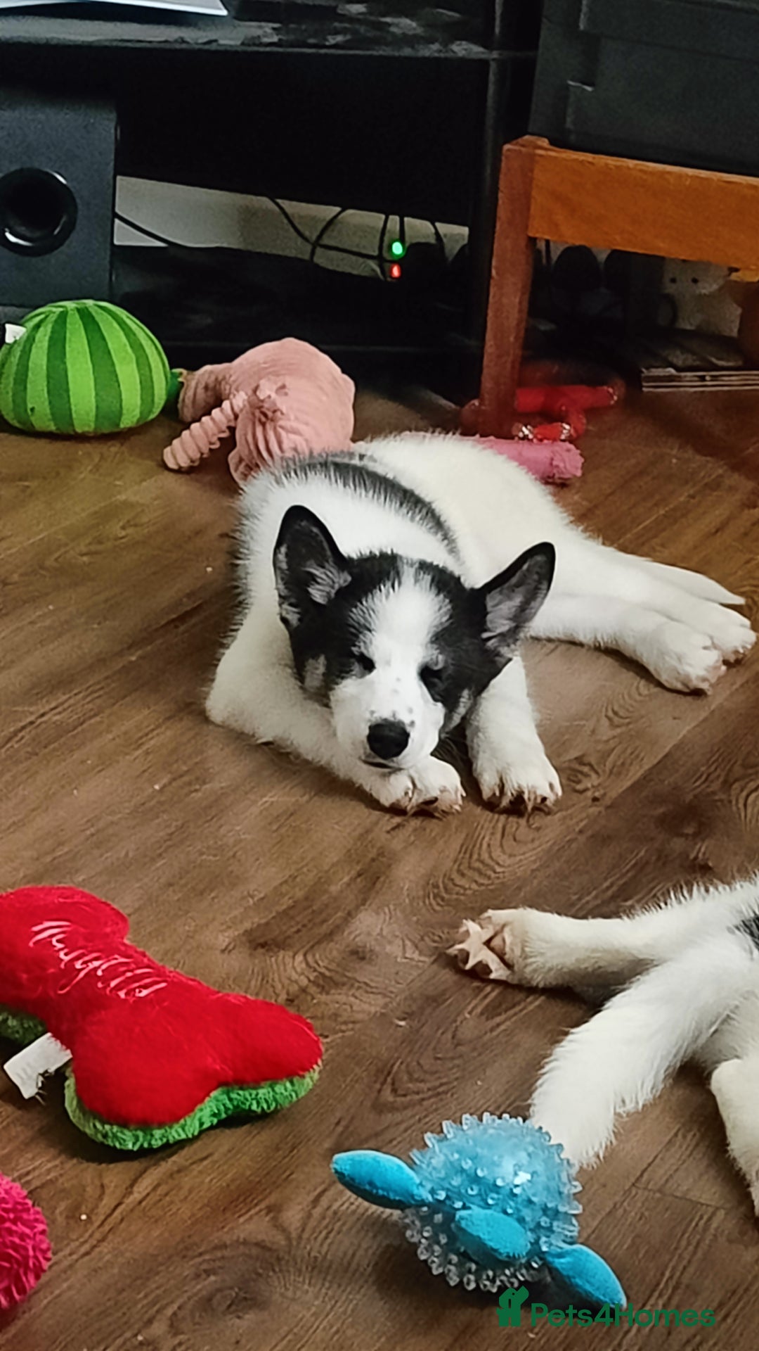 Mixed Breed dogs for sale: Samusky Puppy Female - Image 5