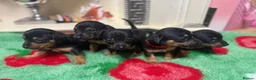 Jack Russell dogs for sale: Jack Russell’s - Advert 15