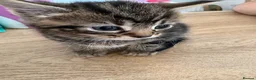 Mixed Breed cats for sale: 5 kittens  - Advert 5