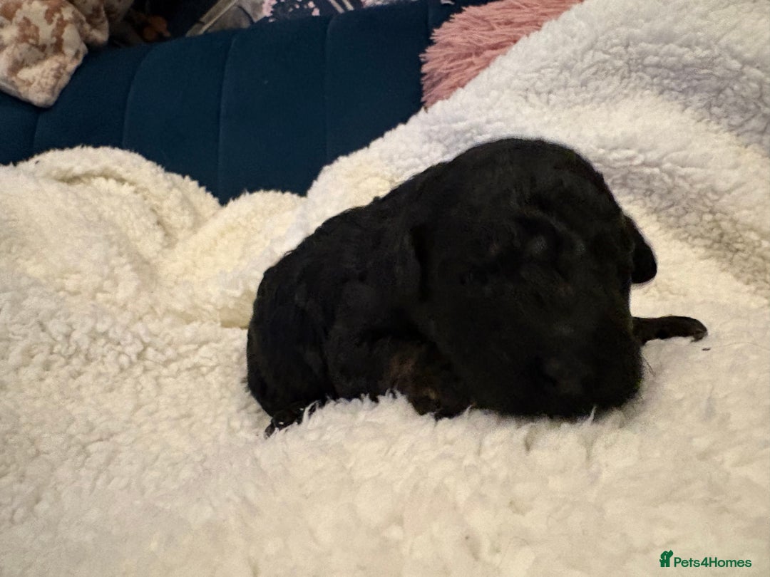 Cockapoo dogs for sale: F1b cockapoo puppies - Advert 5