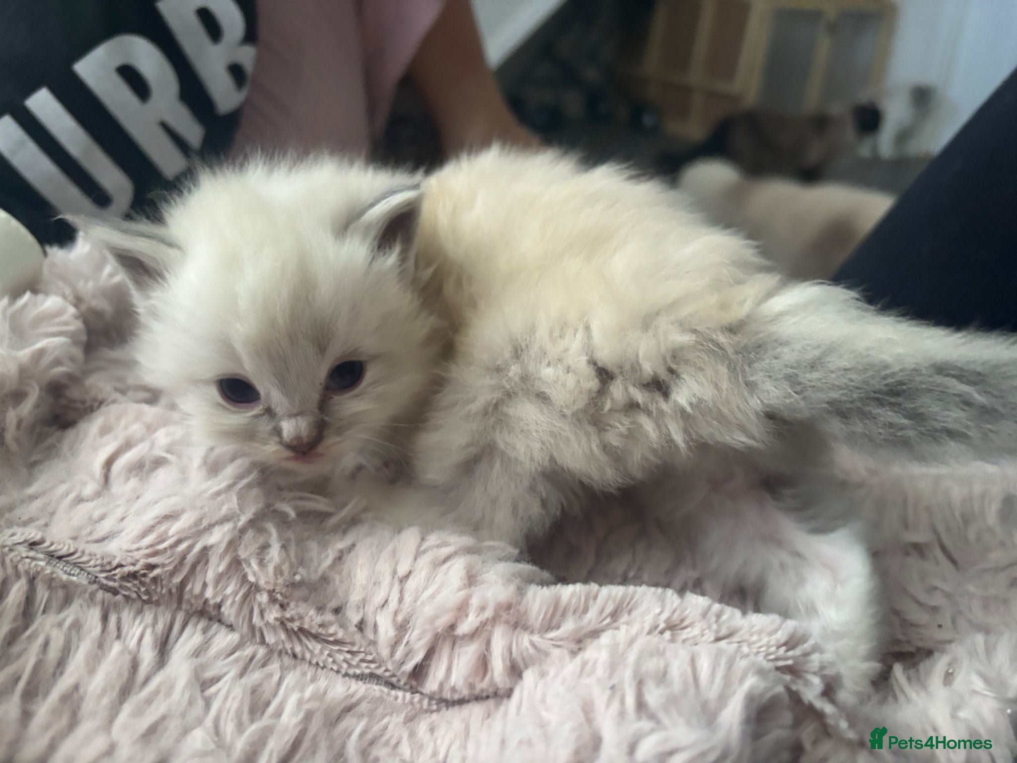 Ragdoll cats Beautiful gccf blue tabby mitted boy  available  - Advert 17