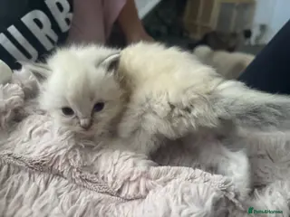 Ragdoll cats Beautiful gccf blue tabby mitted boy available - Advert 17