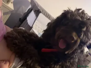 Cockapoo dogs Cockapoo - Advert 1