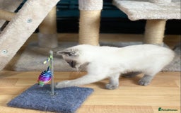 Siamese cats for sale: SIAMESE KITTENS - Image 11