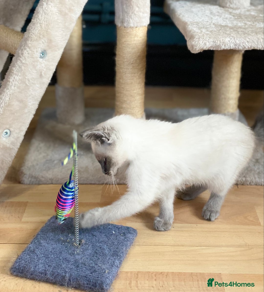 Siamese cats for sale: SIAMESE KITTENS - Image 11