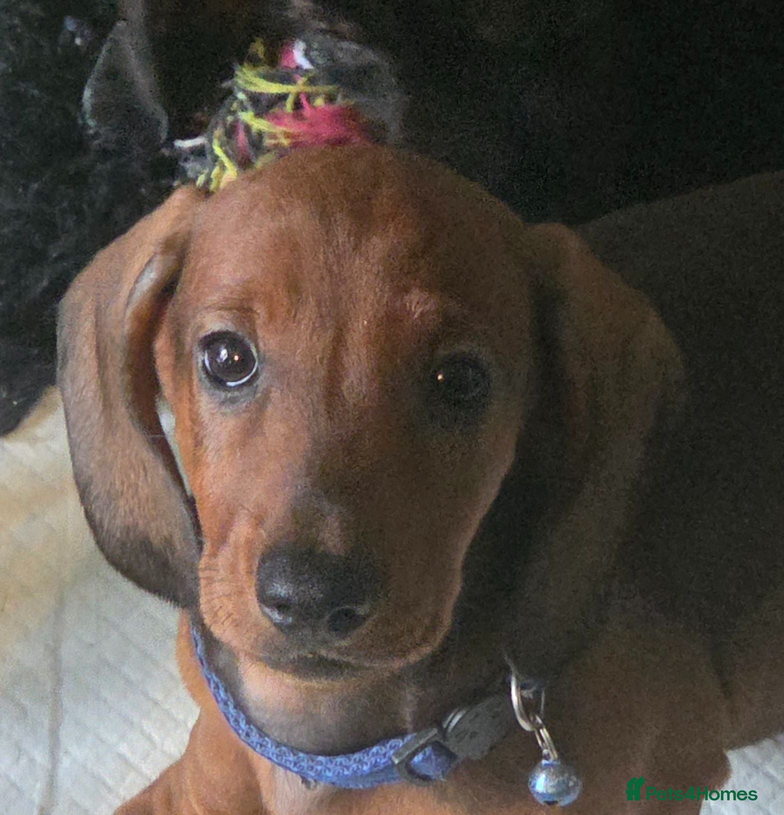 Dachshund dogs Ready now kc standard smooth dachshunds  - Advert 11