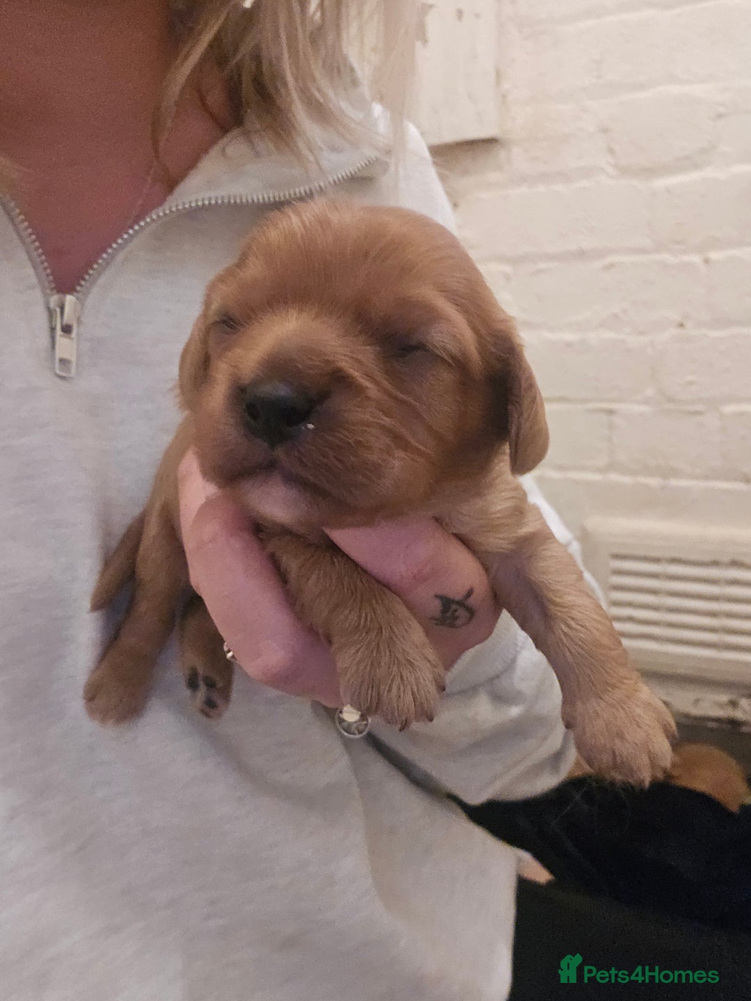 Cavalier King Charles Spaniel dogs for sale: Cavalier king charles spaniel pups - Image 2