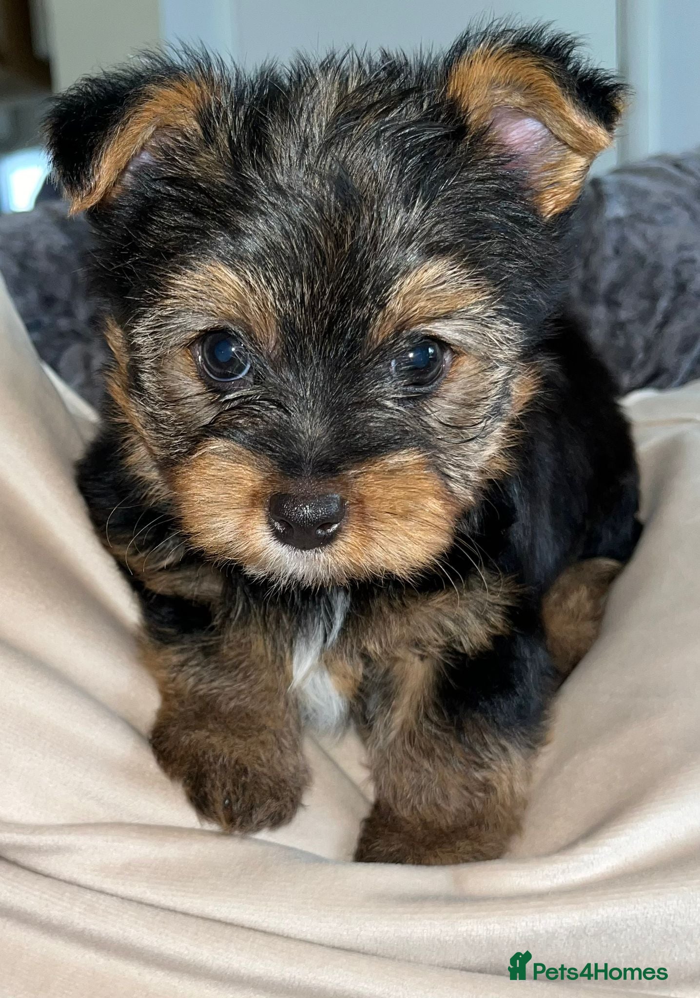 Yorkshire Terrier dogs yorkshire terrier  - Advert 2