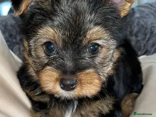 Yorkshire Terrier dogs yorkshire terrier - Advert 2