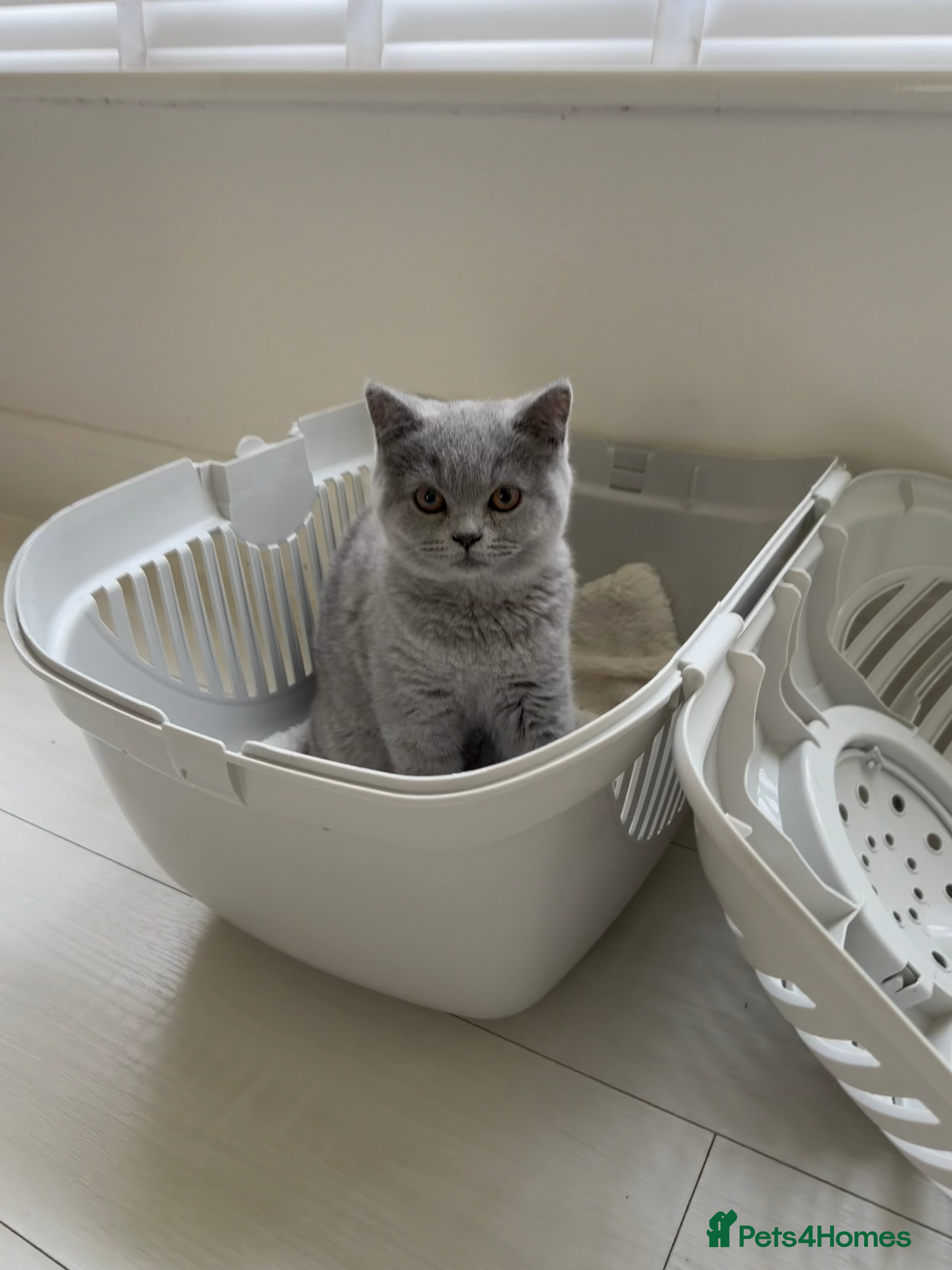 British Shorthair cats Gorgeous British Shorthair Female Kitten - Advert 2