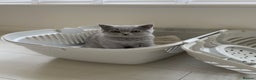British Shorthair cats for sale: Gorgeous British Shorthair Female Kitten - Advert 1