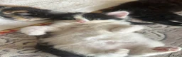 Ragdoll cats for sale: Mixed ragdoll kittens for sale ! - Advert 12