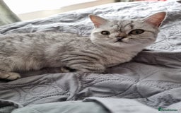 British Shorthair cats for sale: Silver Tabby Classic 5 Months Old GCCF Pedigree - Image 12