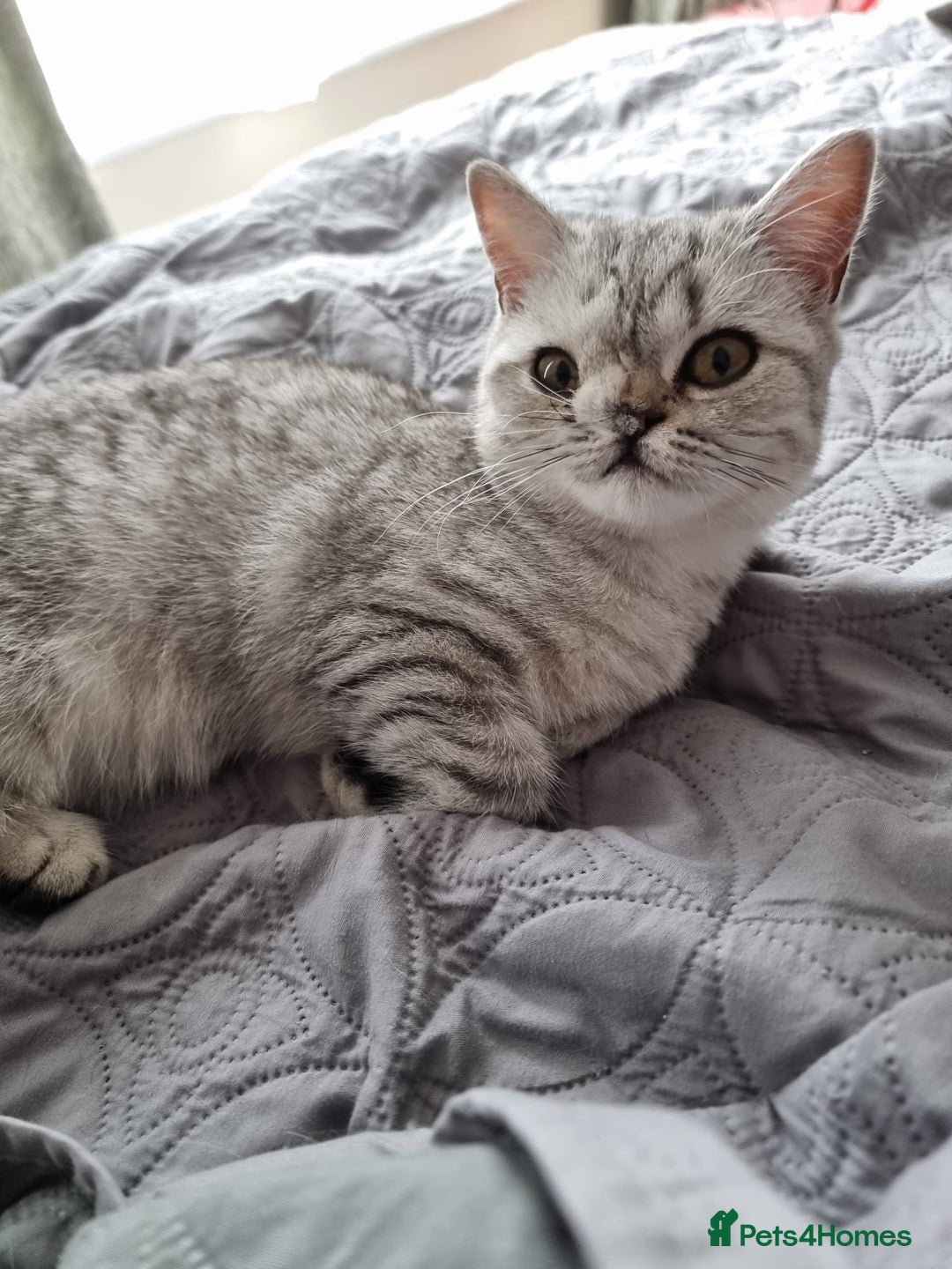 British Shorthair cats for sale: Silver Tabby Classic 5 Months Old GCCF Pedigree - Image 12