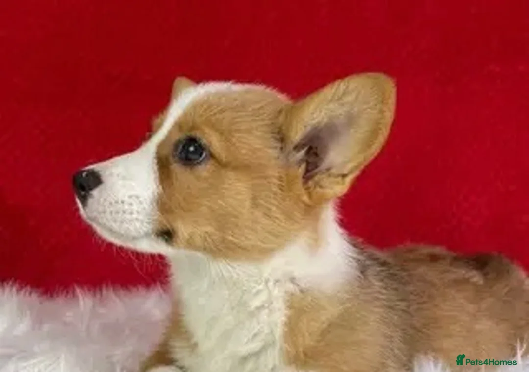 Welsh Corgi Pembroke dogs for sale: Fully vaccinated KC Papers  in Slough - Advert 2